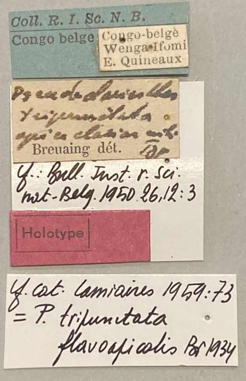 Pseudochariesthes tripunctata flavoapicalis Ht Labels.jpeg