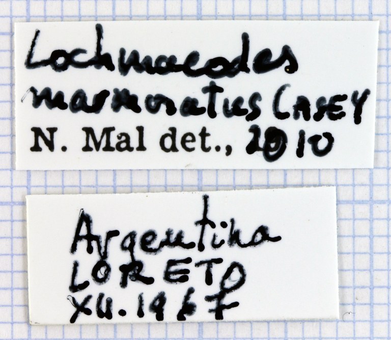 Lochmaeocles marmoratus 31731.jpg