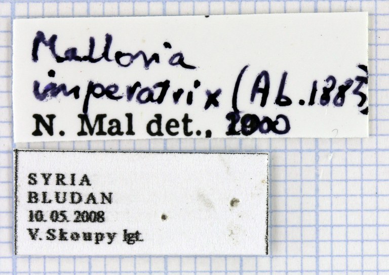 Mallosia (Eumallosia) imperatrix 31675.jpg