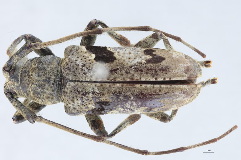 Mesosa quadriplagiata Ht D.jpg
