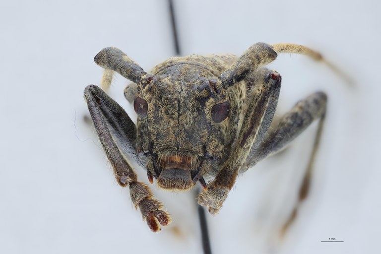 Mesosa quadriplagiata Ht F.jpg