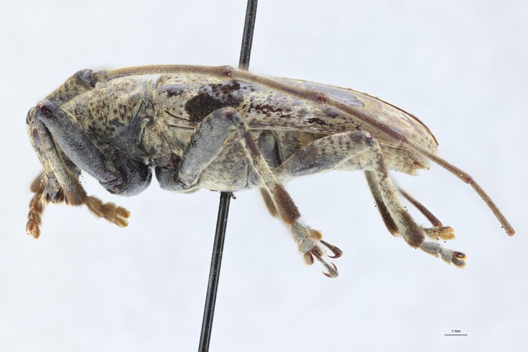 Mesosa quadriplagiata Ht L.jpg