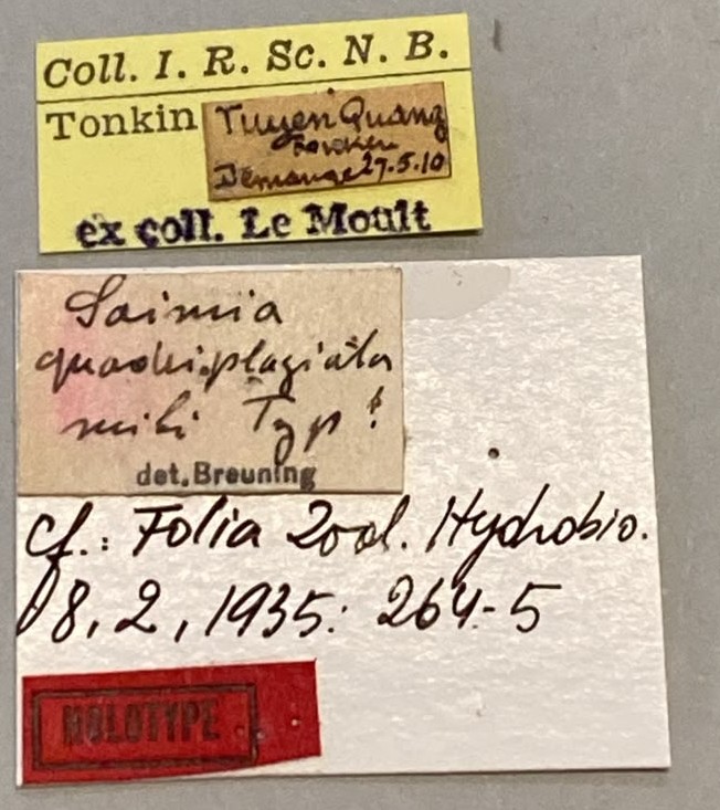 Mesosa quadriplagiata Ht Labels.jpeg