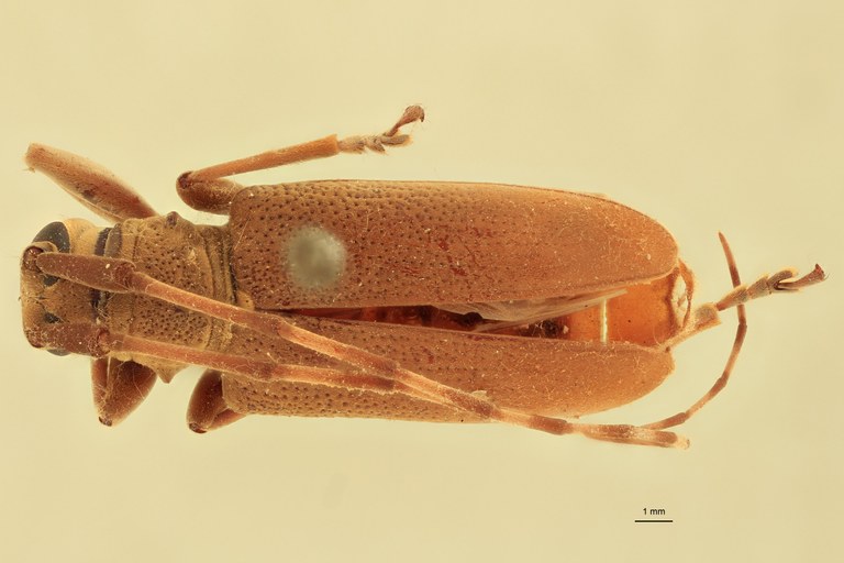 Mimorsidis andamanicus Pt D.jpg