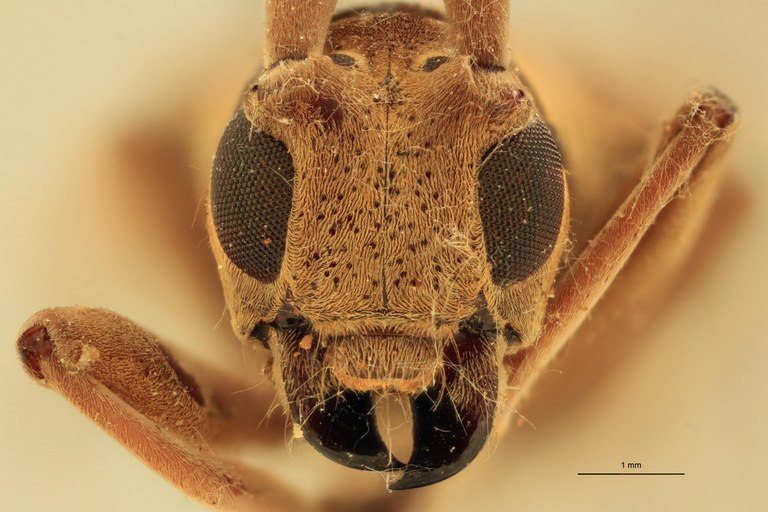 Mimorsidis andamanicus Pt F.jpg