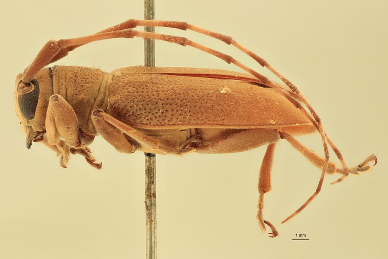 Mimorsidis andamanicus Pt L.jpg