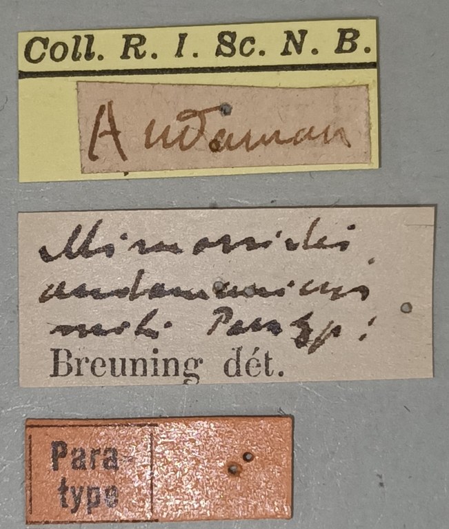 Mimorsidis andamanicus Pt Labels.jpg