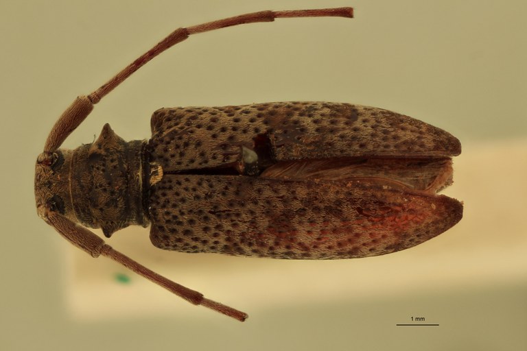 Mimorsidis lemoulti Ht D.jpg