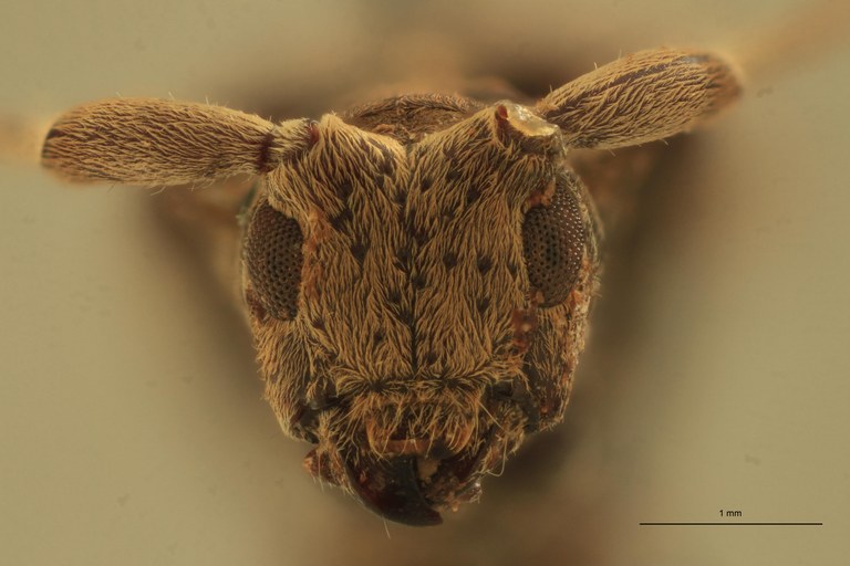 Mimorsidis lemoulti Ht F.jpg