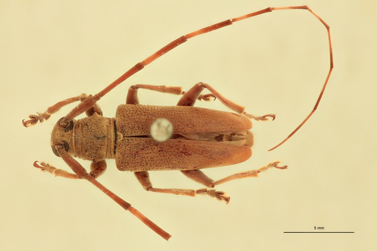 Mimorsidis andamanicus T D.jpg