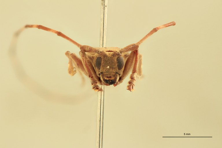 Mimorsidis andamanicus T F.jpg