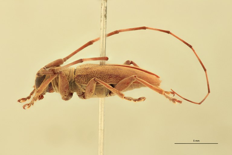 Mimorsidis andamanicus T L.jpg