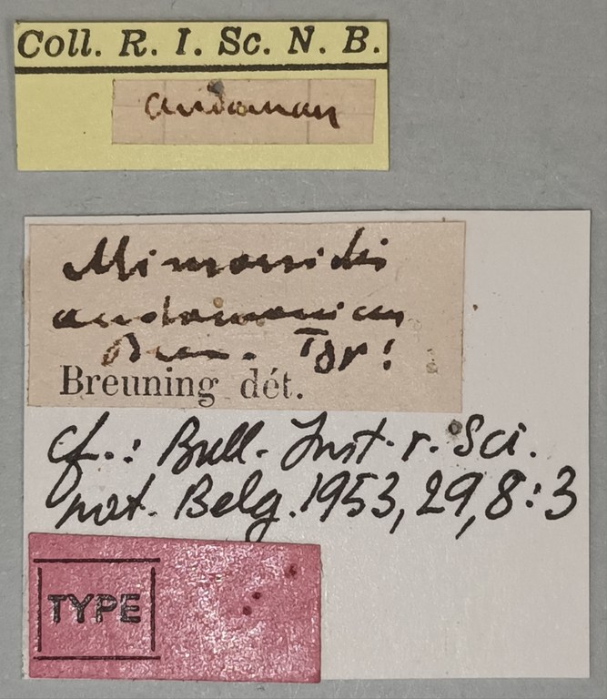 Mimorsidis andamanicus T Labels.jpg