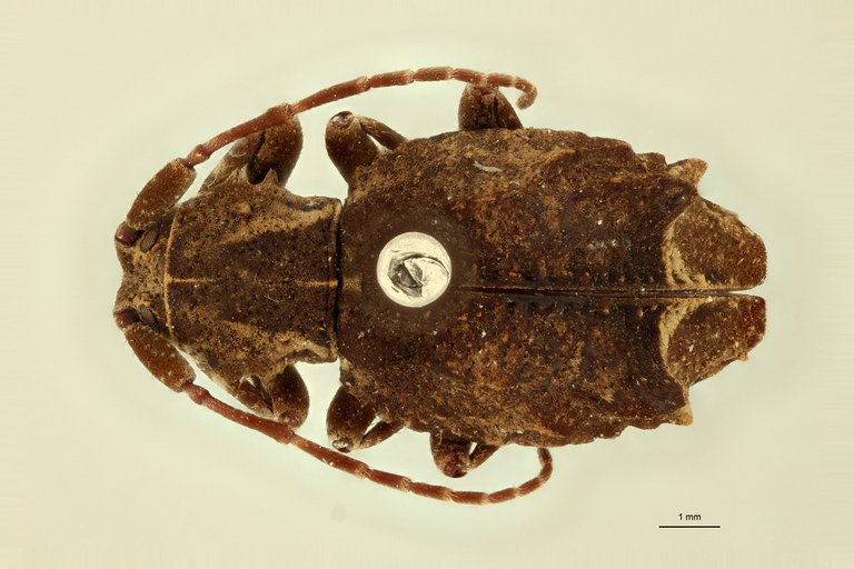 Monoxenus declivis St D.jpg
