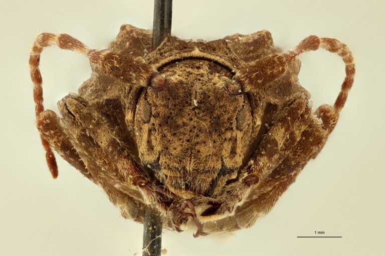 Monoxenus declivis St F.jpg