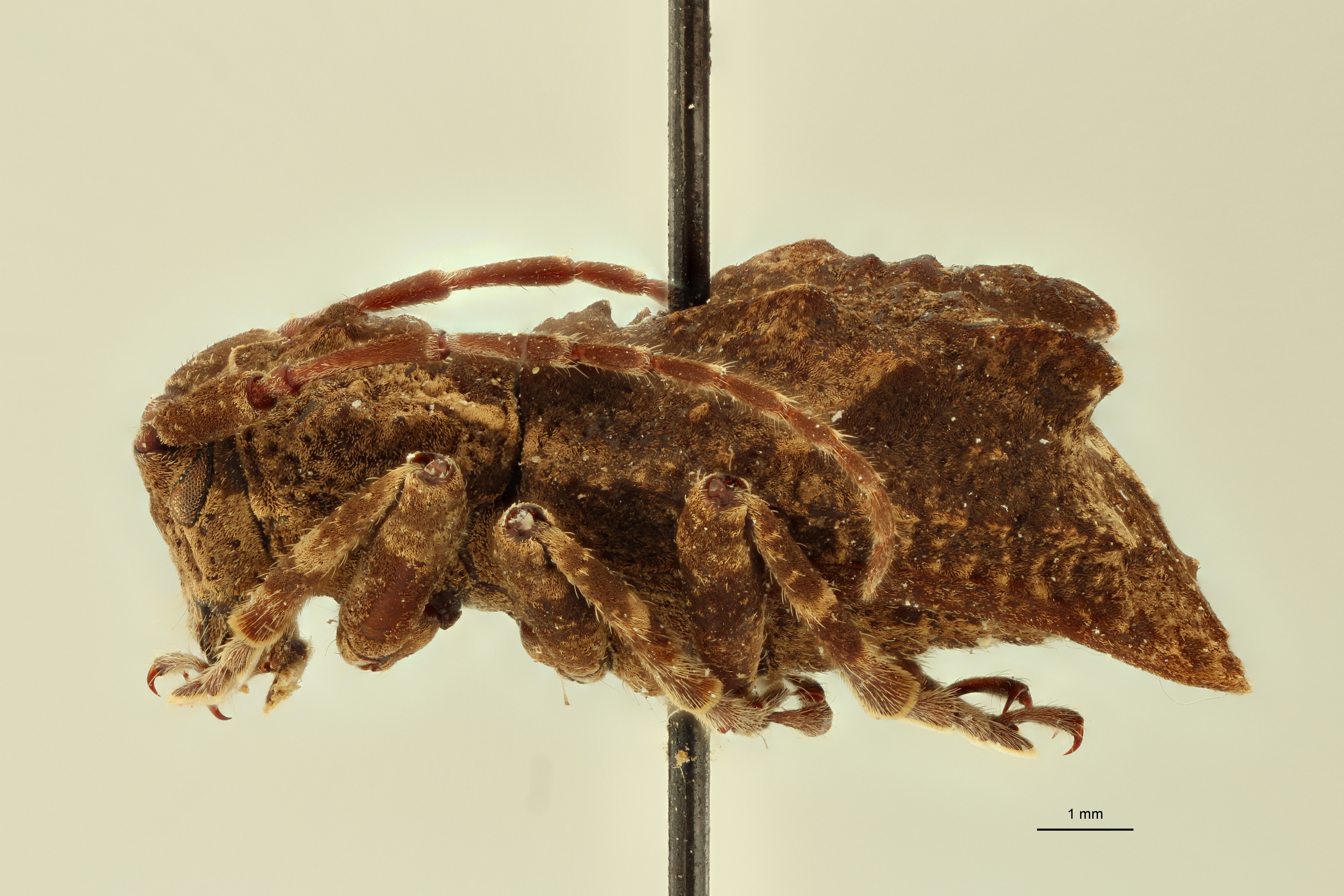 Monoxenus declivis St L.jpg
