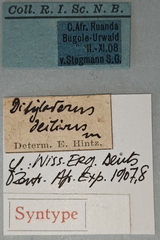 Monoxenus declivis St Labels.jpg