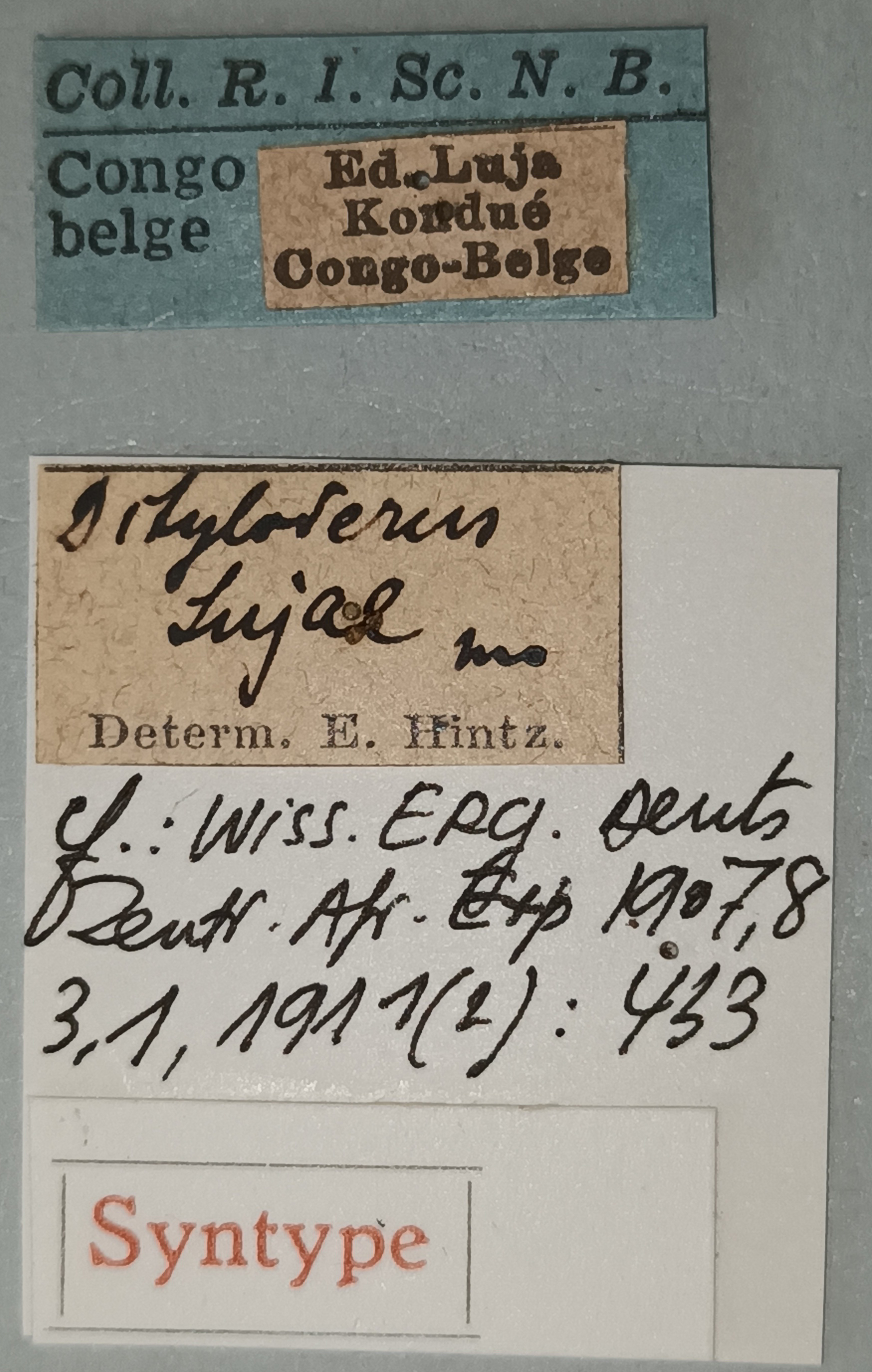 Monoxenus lujae St Labels.jpg