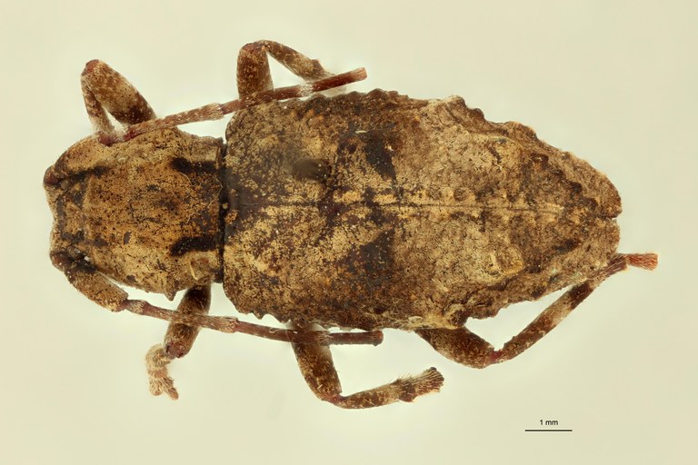 Monoxenus nigrofasciaticollis T D.jpg Monoxenus nigrofasciaticollis T D.jpg