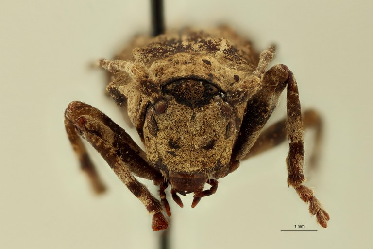Monoxenus nigrofasciaticollis T F.jpg Monoxenus nigrofasciaticollis T F.jpg