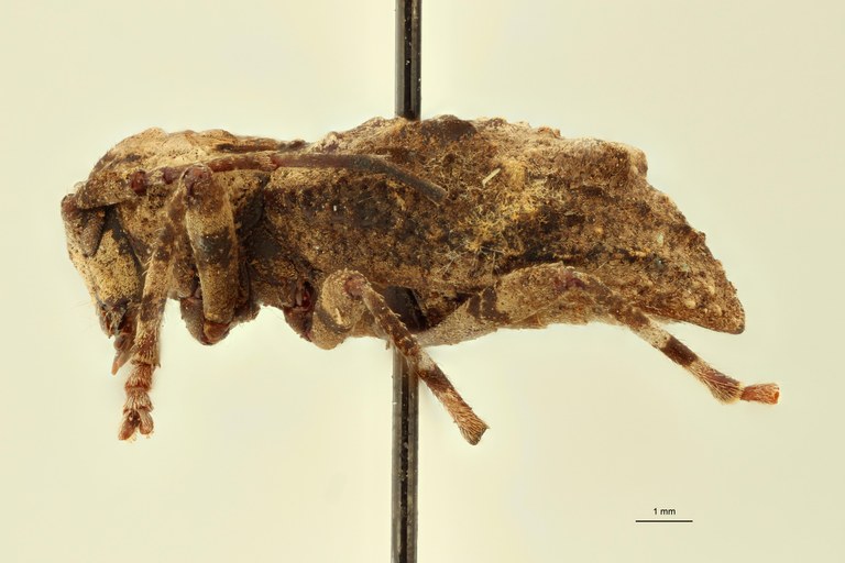 Monoxenus nigrofasciaticollis T L.jpg Monoxenus nigrofasciaticollis T L.jpg
