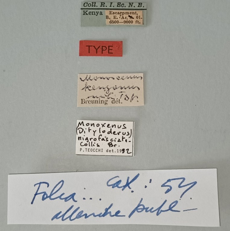 Monoxenus nigrofasciaticollis T Labels.jpg Monoxenus nigrofasciaticollis T Labels.jpg