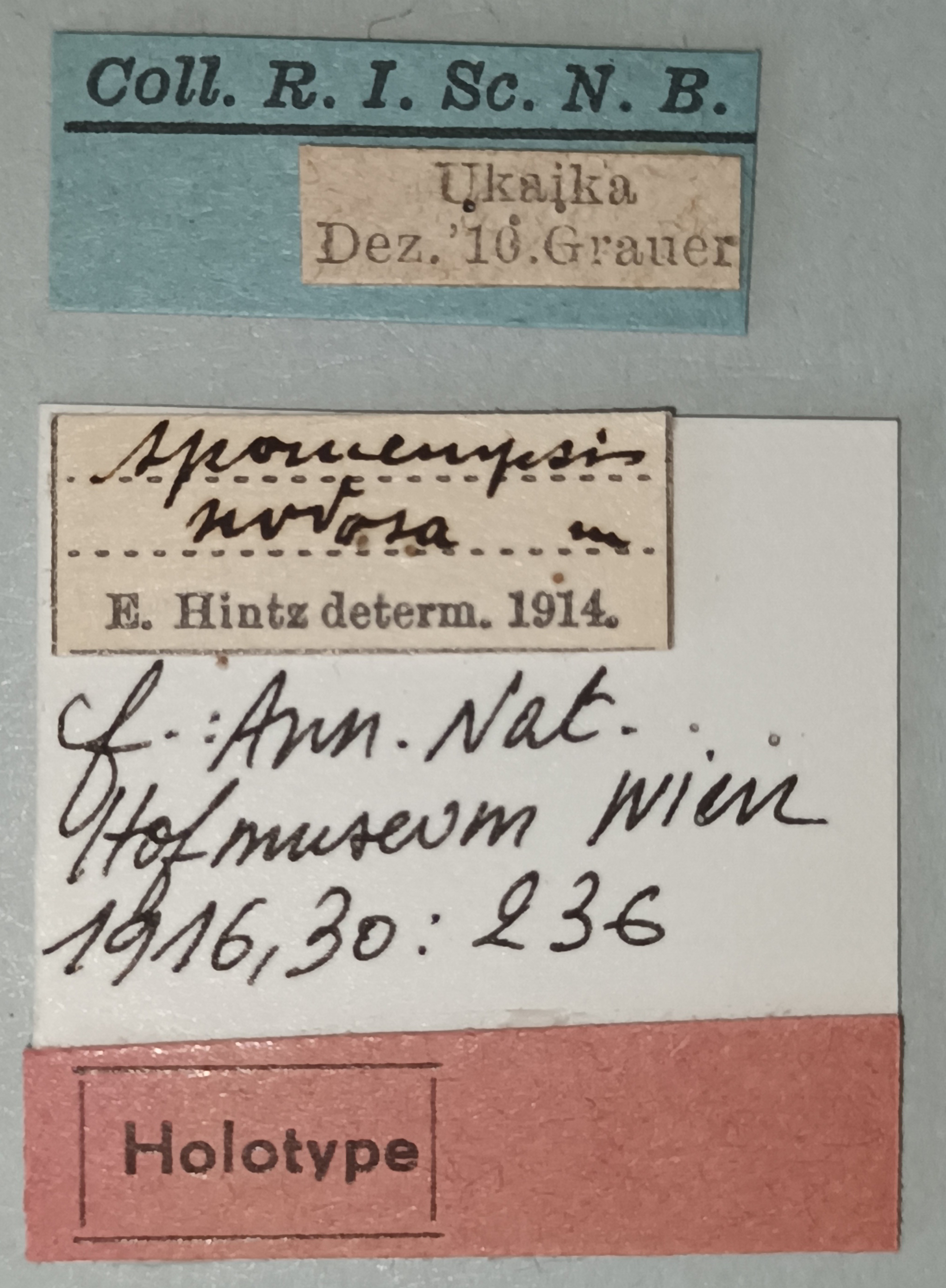 Monoxenus nodosus Ht Labels.jpg