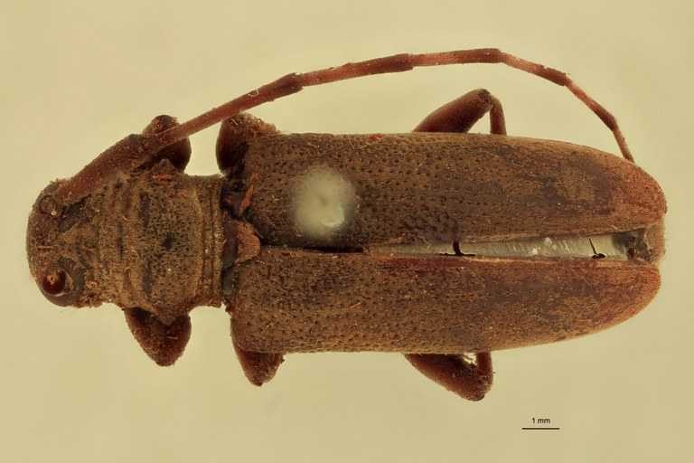 Orsidis andamanensis Ht D.jpg