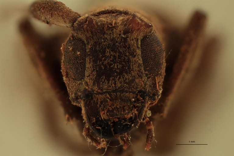 Orsidis andamanensis Ht F.jpg