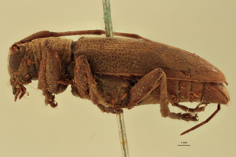 Orsidis andamanensis Ht L.jpg