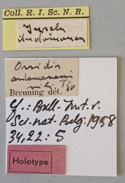 Orsidis andamanensis Ht Labels.jpg