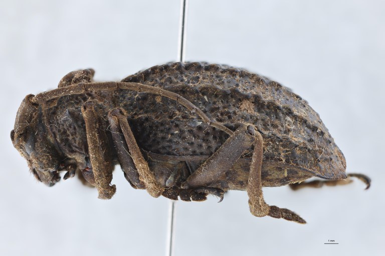 Phantasis avernica F Ht L.jpg