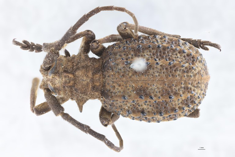 Phantasis crampeli M T D.jpg