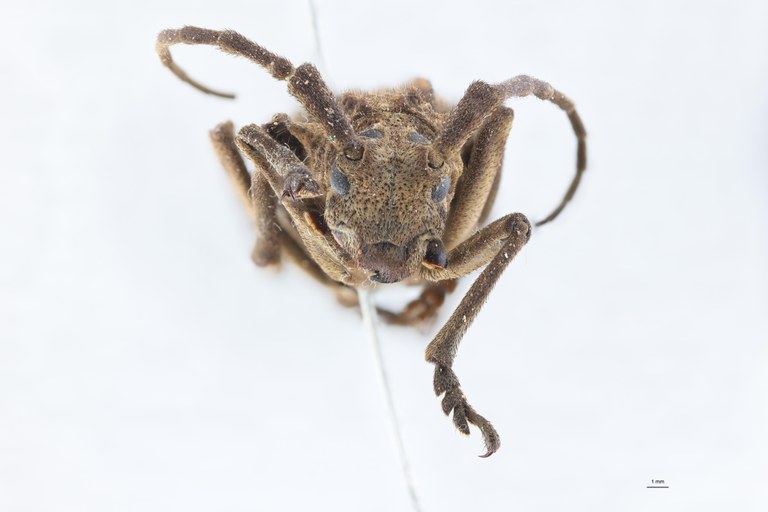 Phantasis crampeli M T F.jpg