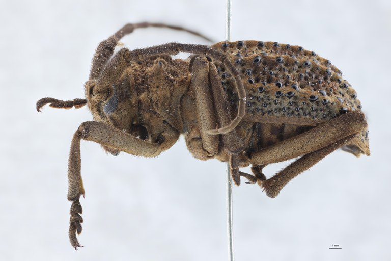 Phantasis crampeli M T L.jpg