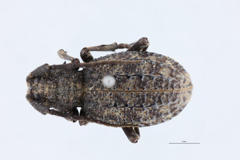 Phantasis elisabethae ruandae Pt D.jpg