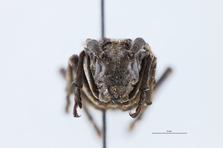 Phantasis elisabethae ruandae Pt F.jpg