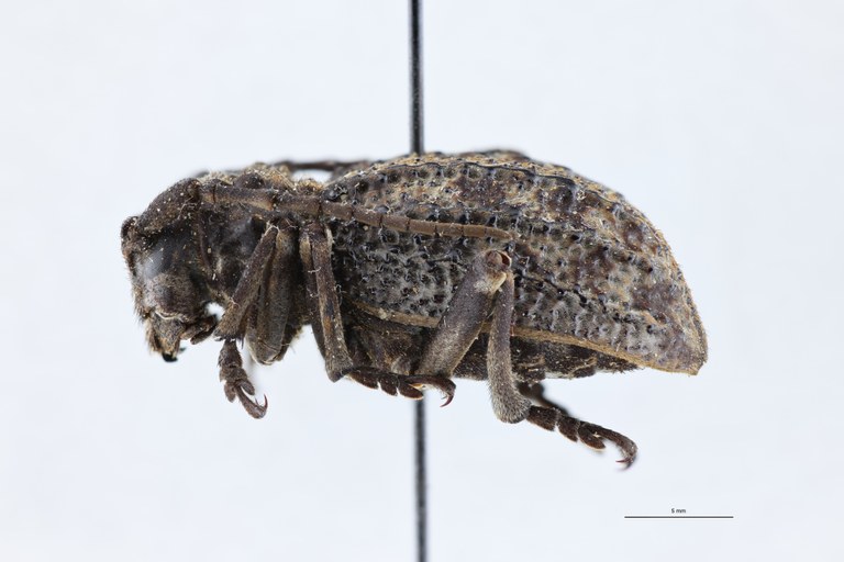 Phantasis elisabethae ruandae Pt L.jpg