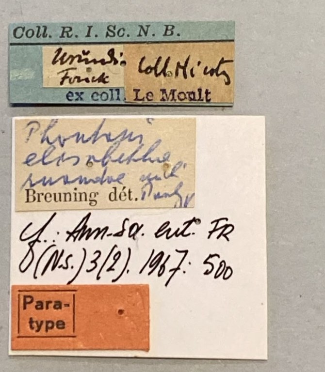 Phantasis elisabethae ruandae Pt Labels.jpeg