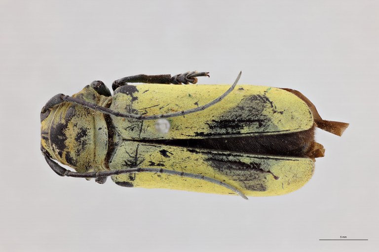 Phosphorus virescens nimbatus F St D.jpg