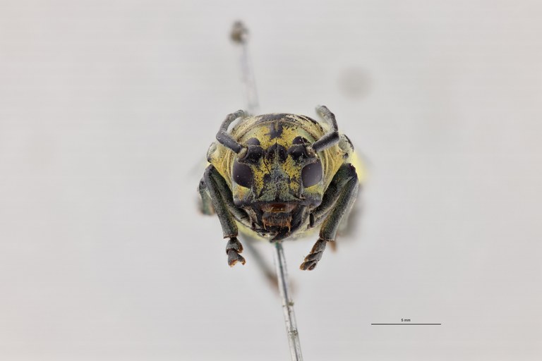 Phosphorus virescens nimbatus F St F.jpg