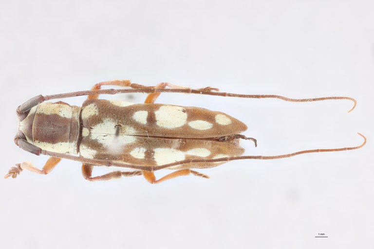 Prosopocera albomaculata T F D.jpg