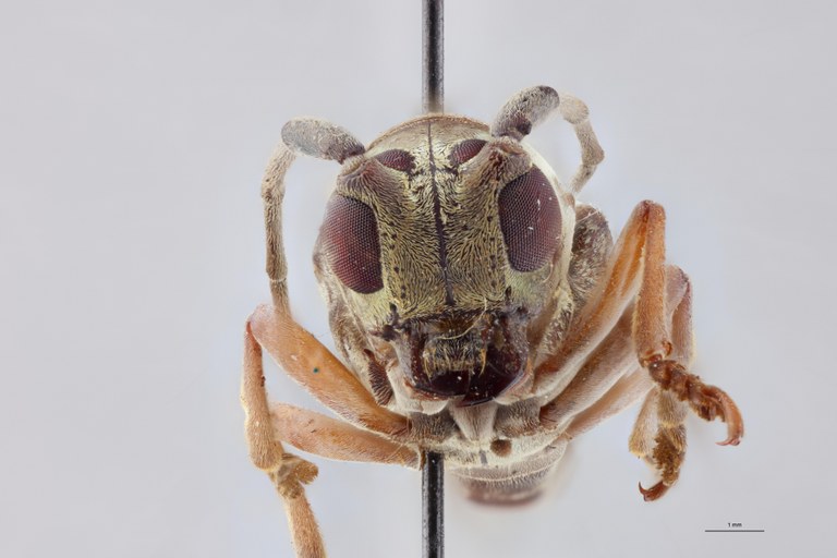 Prosopocera albomaculata T F F.jpg