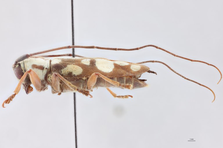 Prosopocera albomaculata T F L.jpg