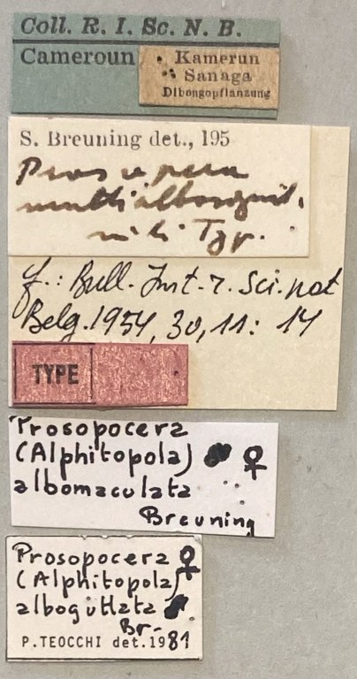 Prosopocera albomaculata T F Labels.jpeg