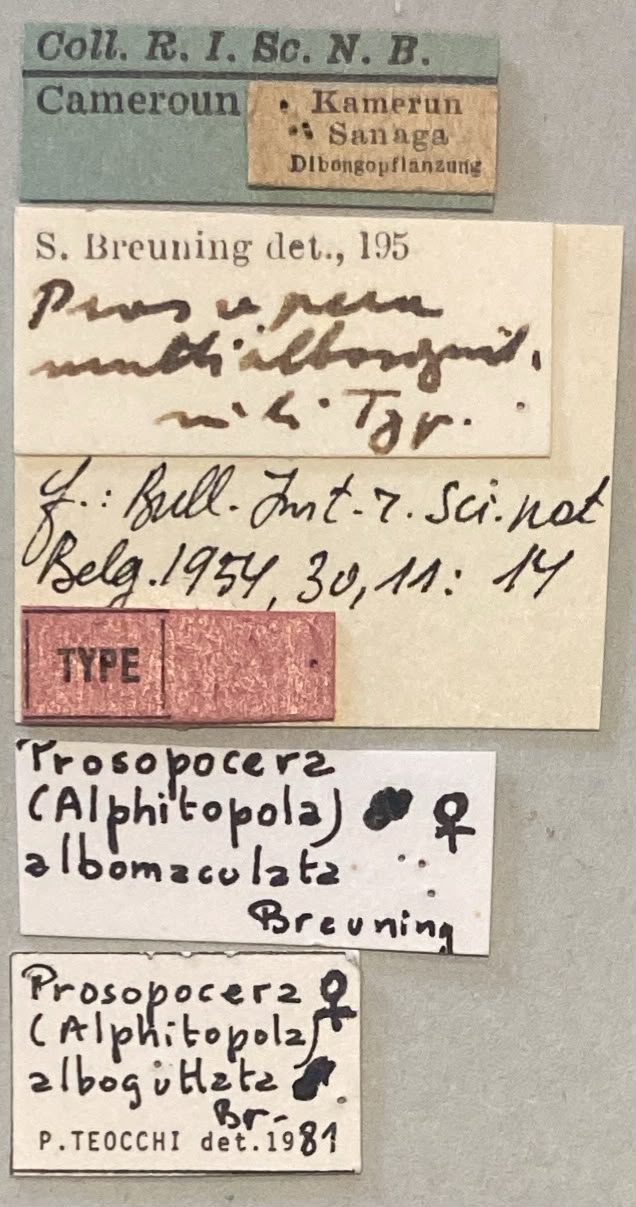 Prosopocera albomaculata T F Labels.jpeg