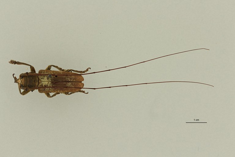 Prosopocera bipunctata bioculata st M DG ZS PMax Scaled.jpeg