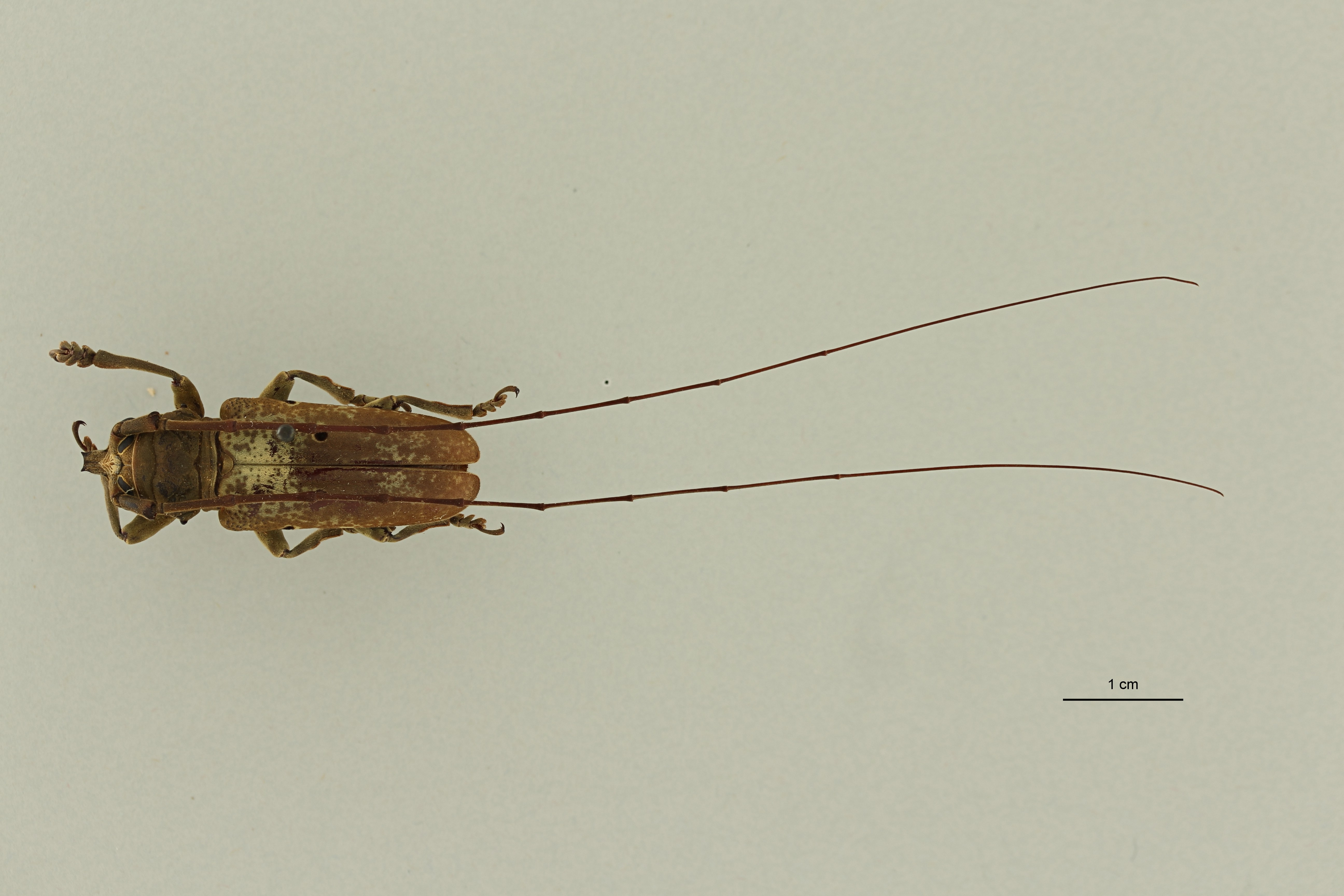Prosopocera bipunctata bioculata st M DG ZS PMax Scaled.jpeg