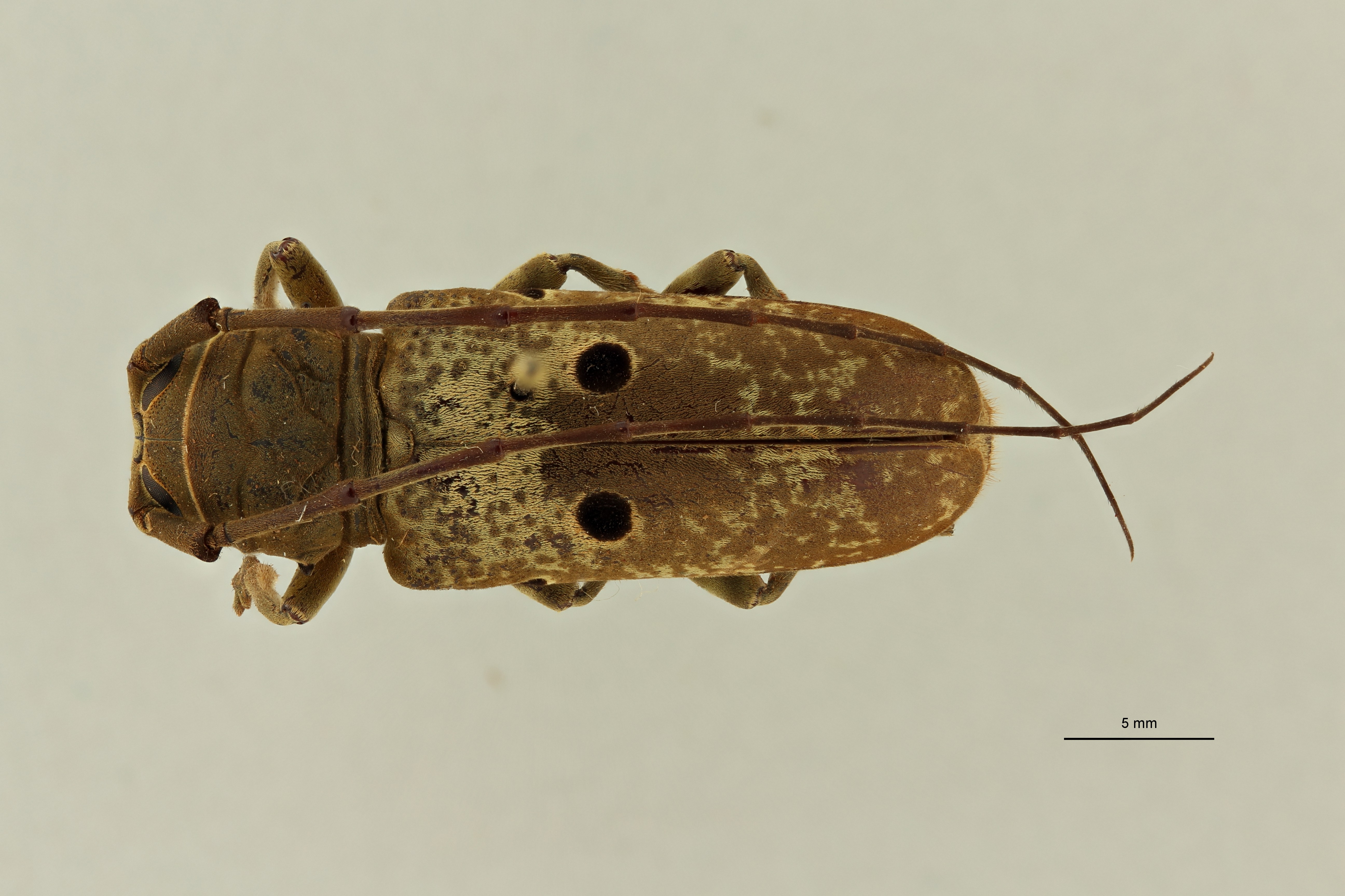 Prosopocera bipunctata var bioculata st F D ZS PMax Scaled.jpeg