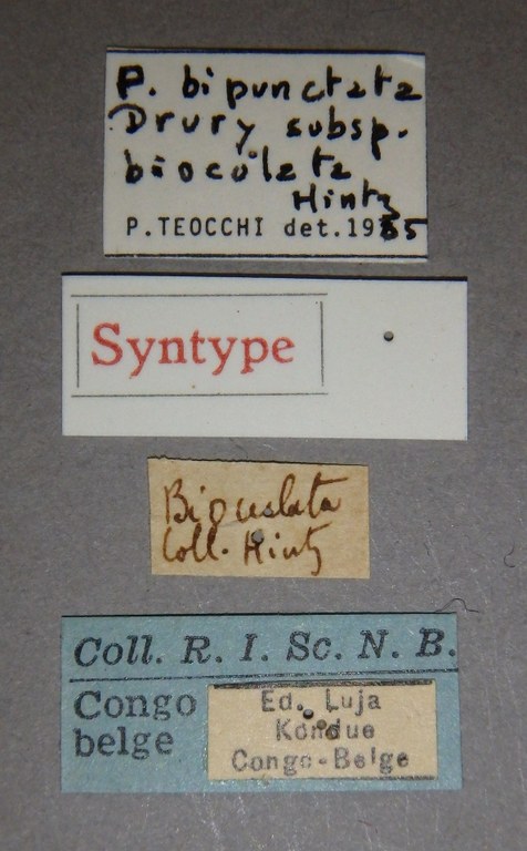 Prosopocera bipunctata var bioculata st F Lb.jpg